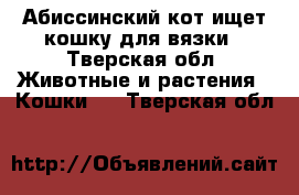 Абиссинский кот ищет кошку для вязки - Тверская обл. Животные и растения » Кошки   . Тверская обл.